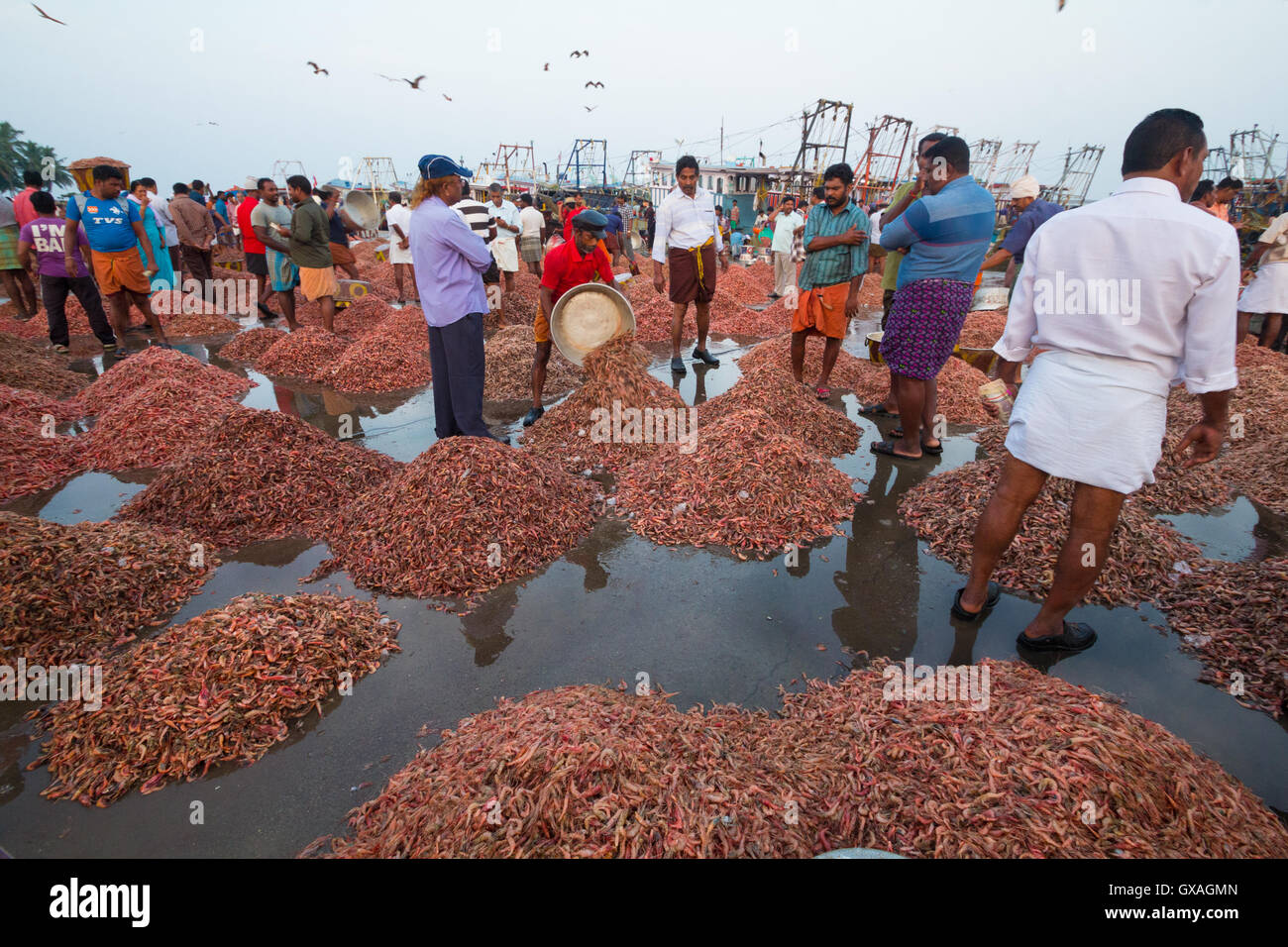 Giant prawn for sale at Neendakara fishing harbour, Kollam, Kerala