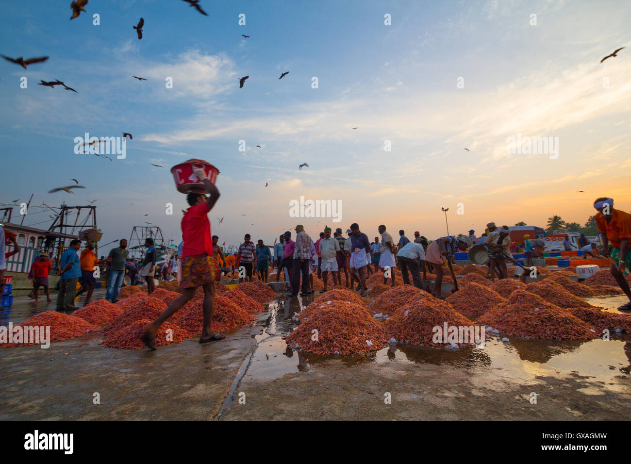 Giant prawn for sale at Neendakara fishing harbour, Kollam, Kerala
