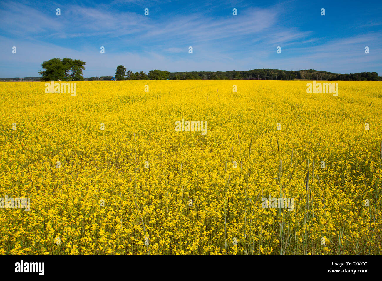 Crop with yellow flowers hi-res stock photography and images - Alamy