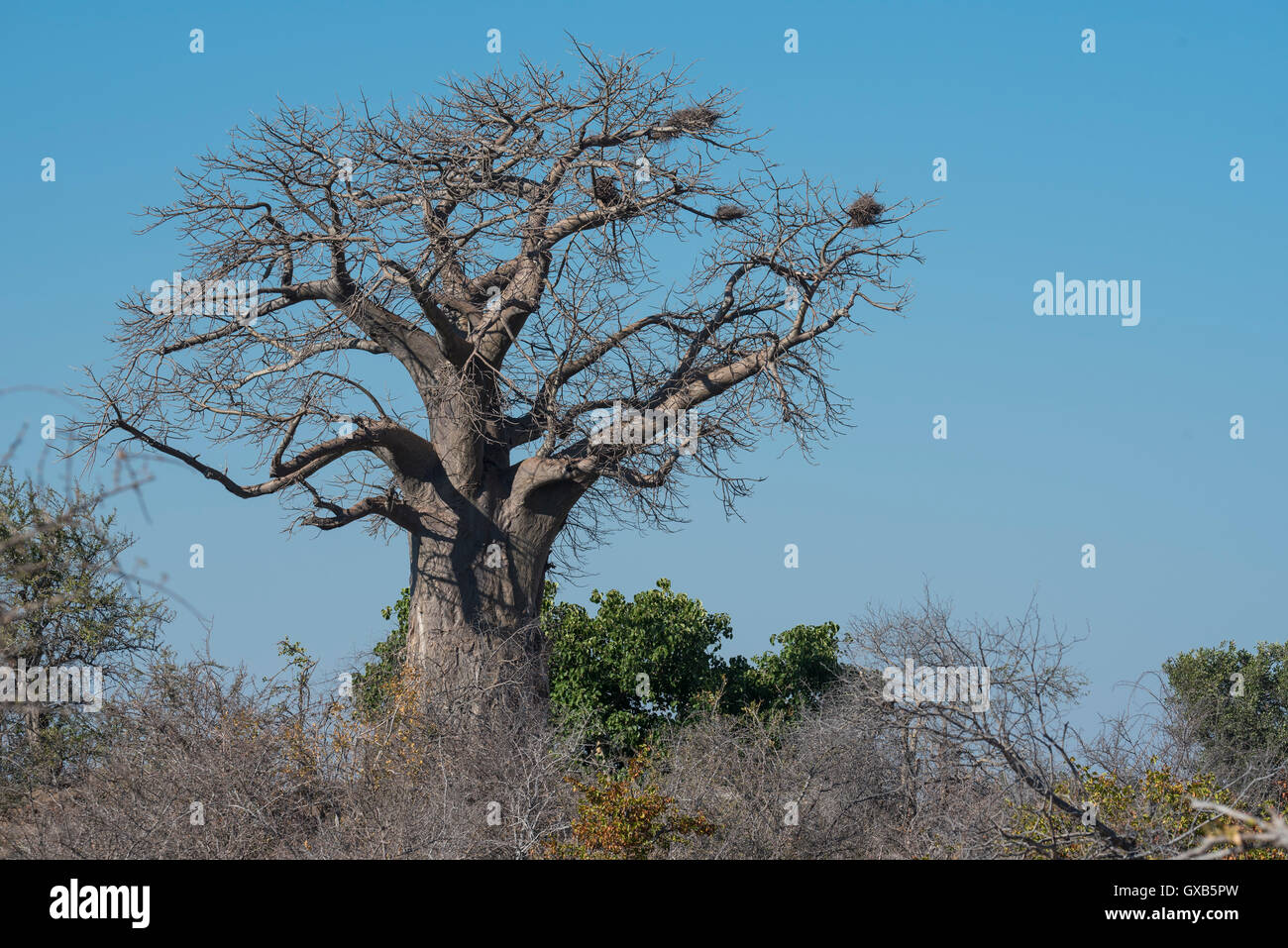 Massive baobab against a blue sky in the Kruger National Park Stock Photo