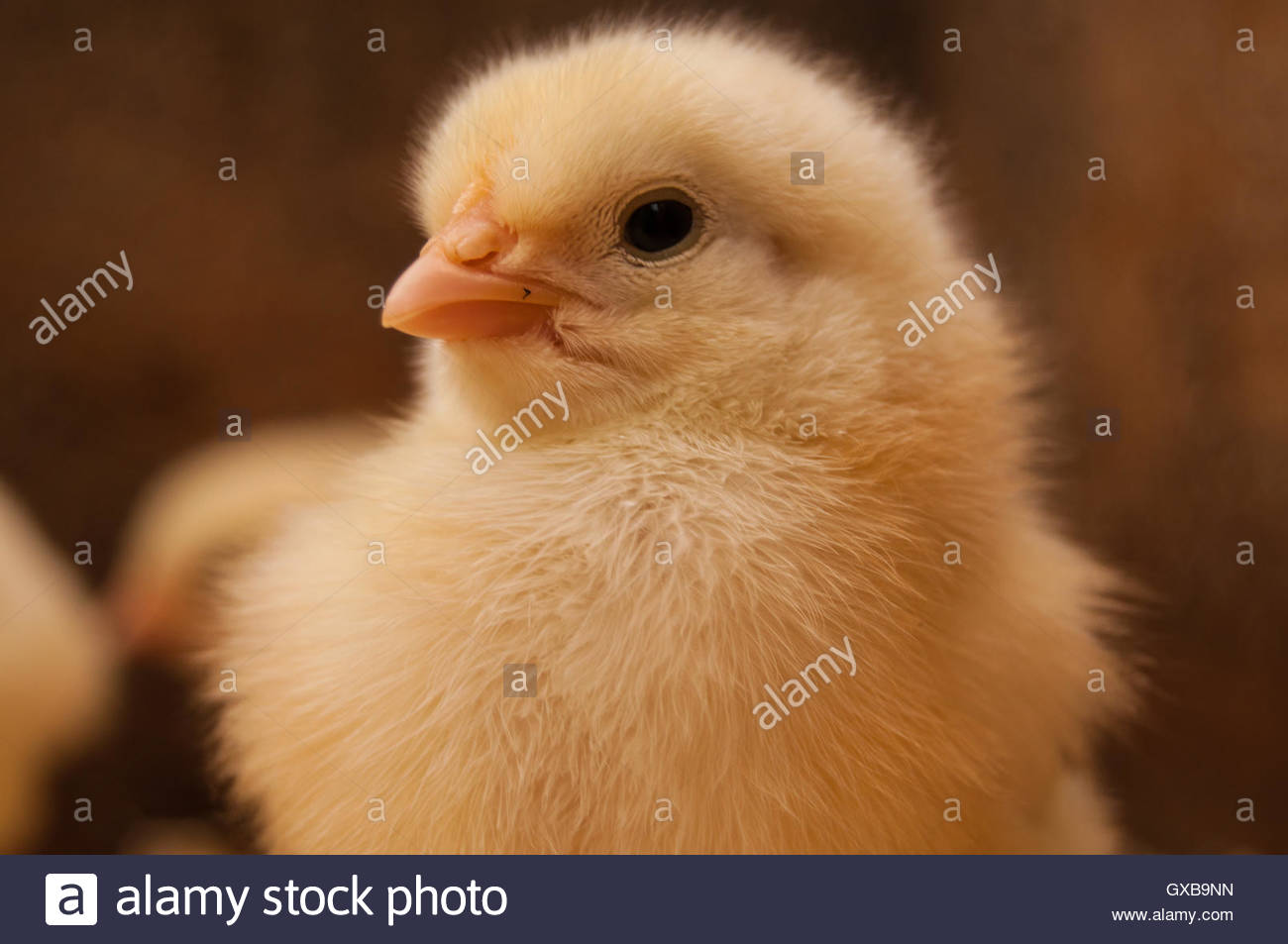 Domestic Chicken Stock Photos & Domestic Chicken Stock Images Alamy