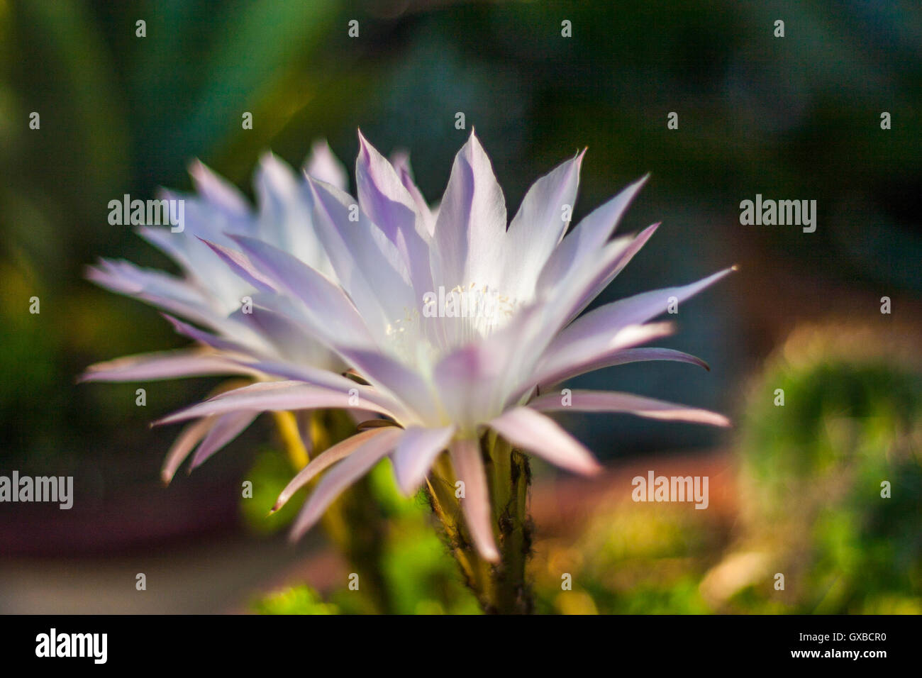It shows a very rare cactus flower, that only opens up for 2 days Stock