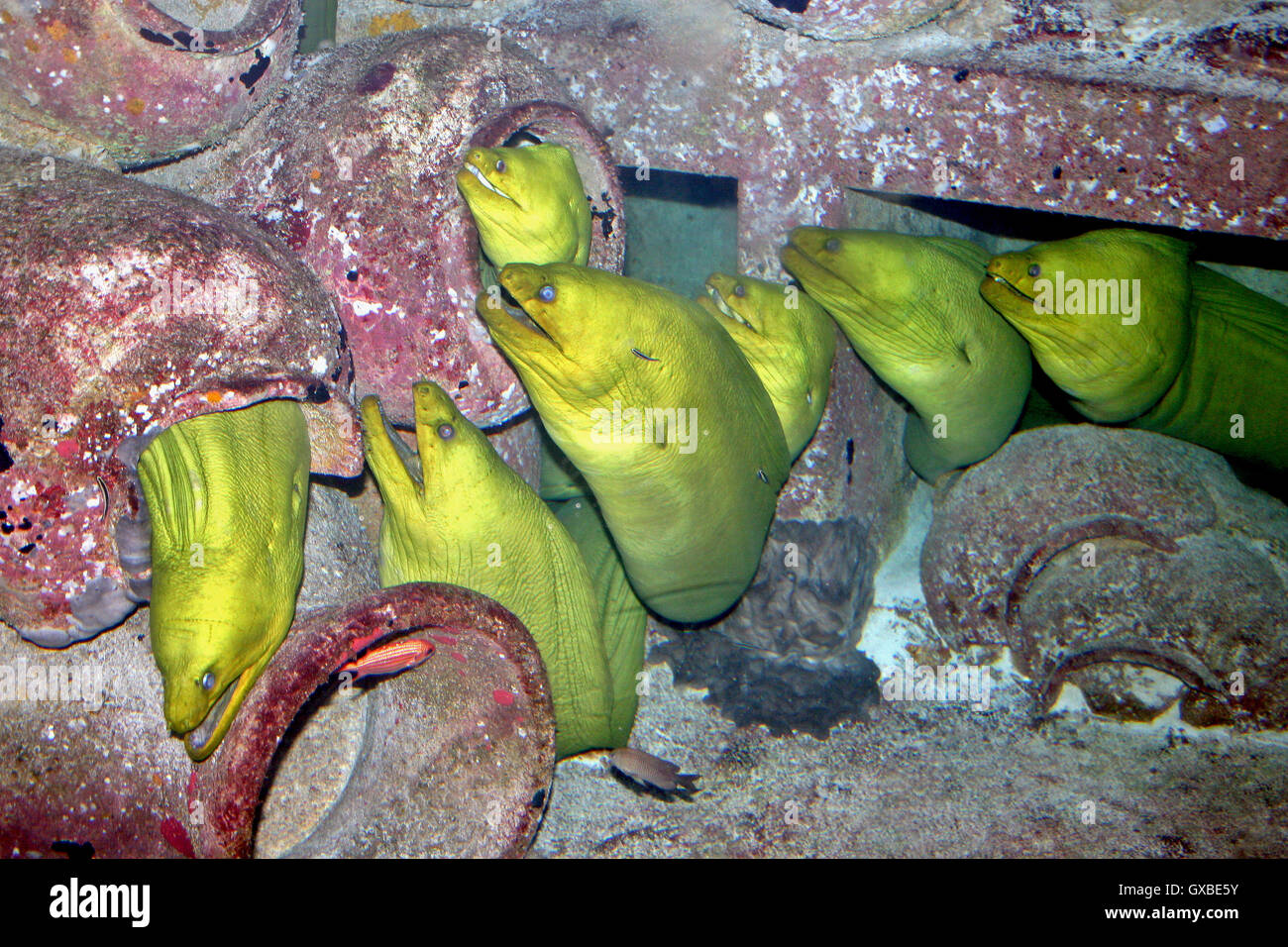 A group of yellow eels in a tank Stock Photo