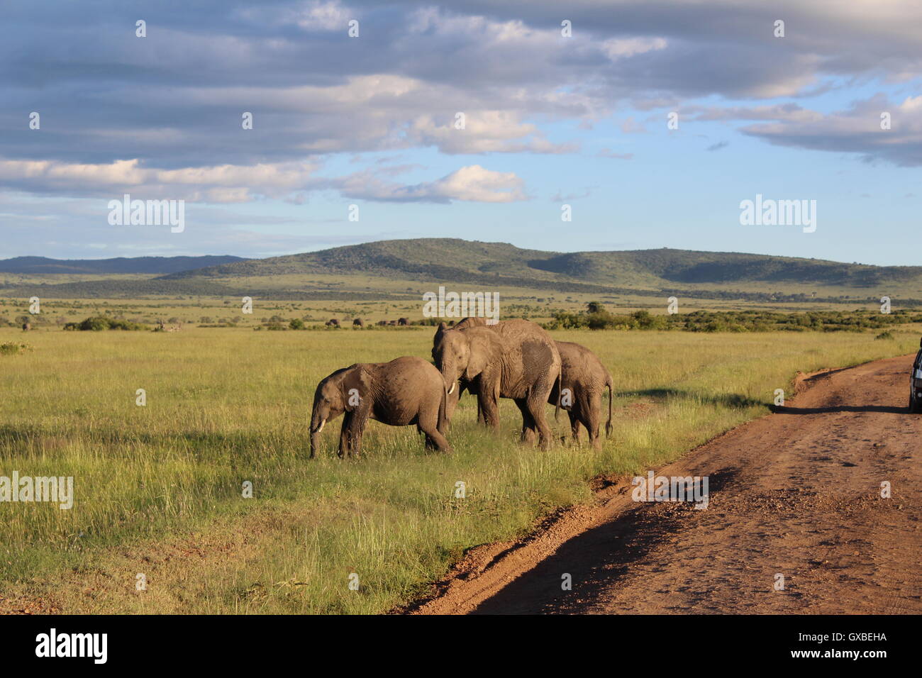 safari times in kenya Stock Photo Alamy