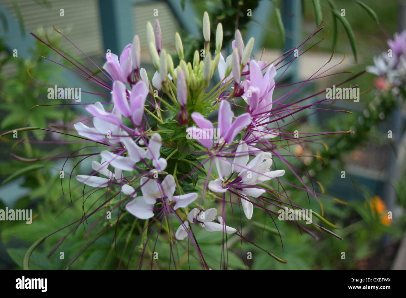 Dc flowers hires stock photography and images Alamy