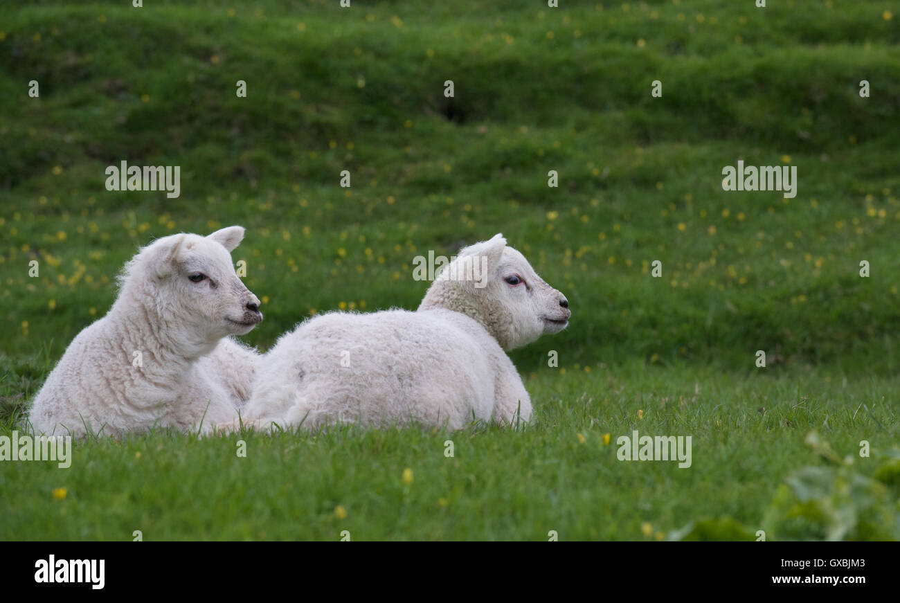 Newborn Lambs Stock Photo Alamy