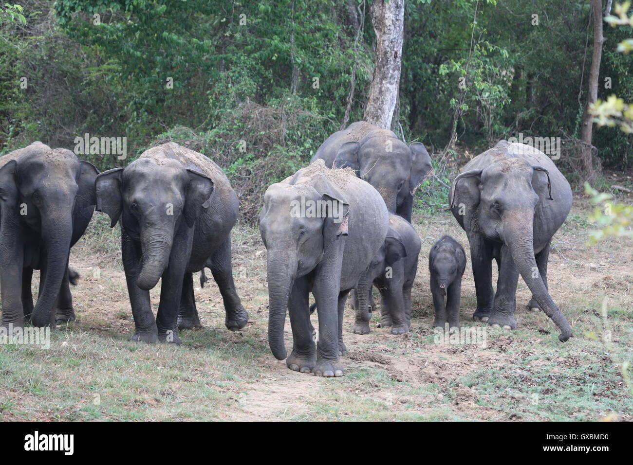 A parade of elephants protecting young calfs as they move about in formation in Wasgamuwa, Sri Lanka Stock Photo