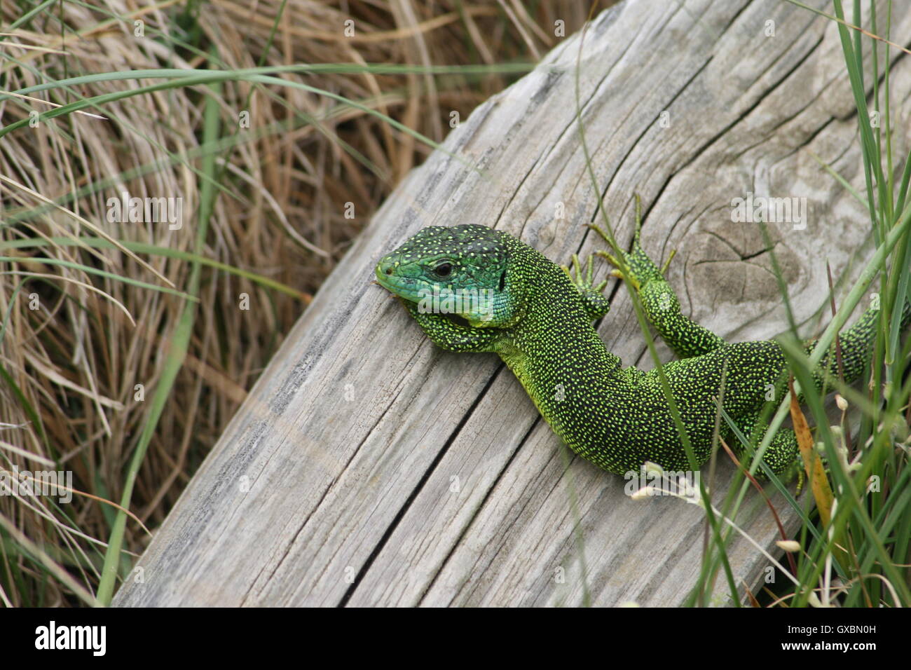 Male green lizard on a piece of wood at St. Ouen's Bay, Jersey, Channel