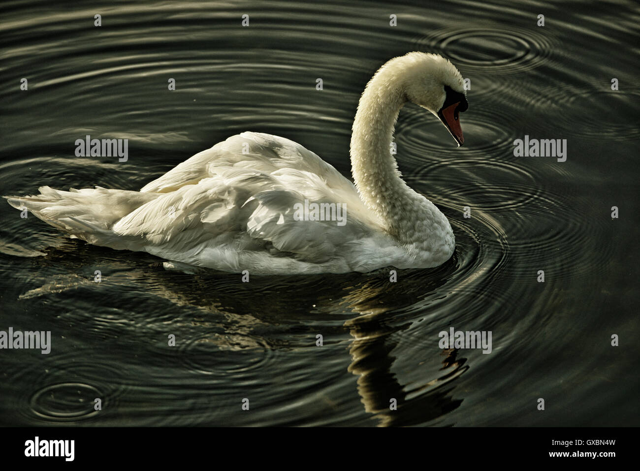 'Golden swan' Stock Photo