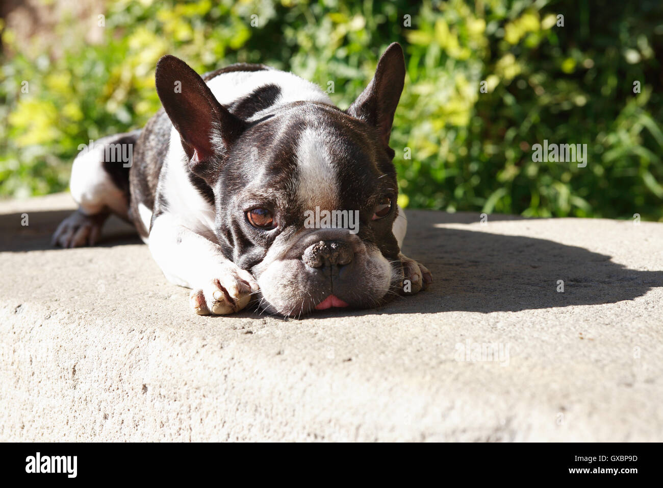 Portrait of sad French bulldog lying under sun Stock Photo