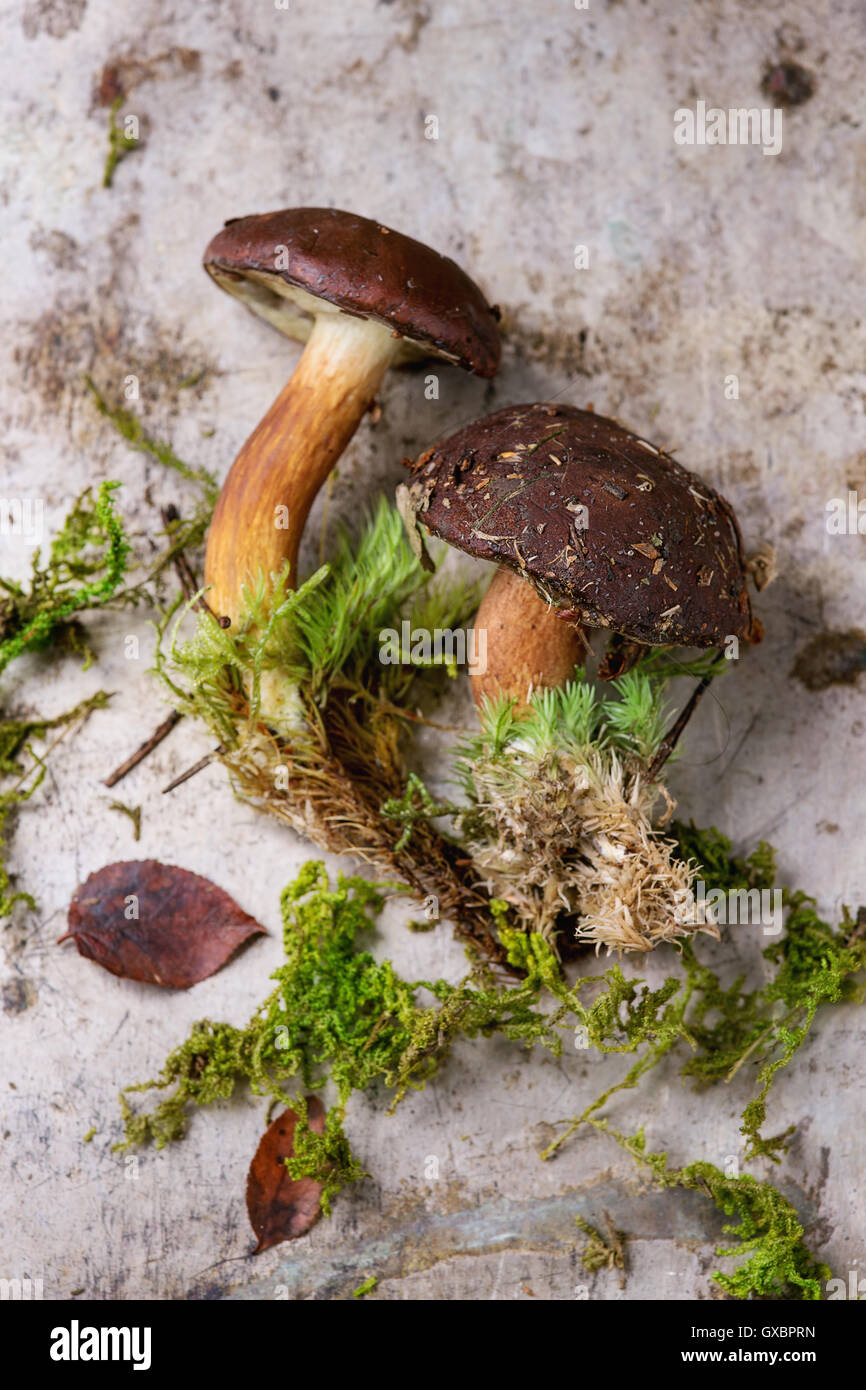 Polish mushroom boletus Stock Photo