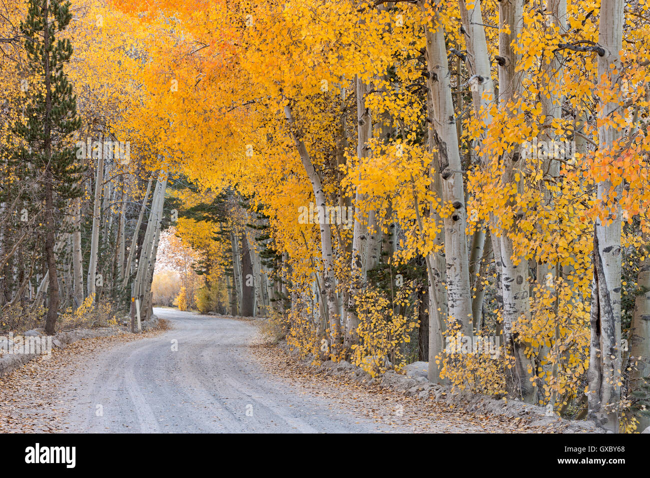 Dirt road winding through a tree tunnel, Bishop, California, USA. Autumn (October) 2014. Stock Photo