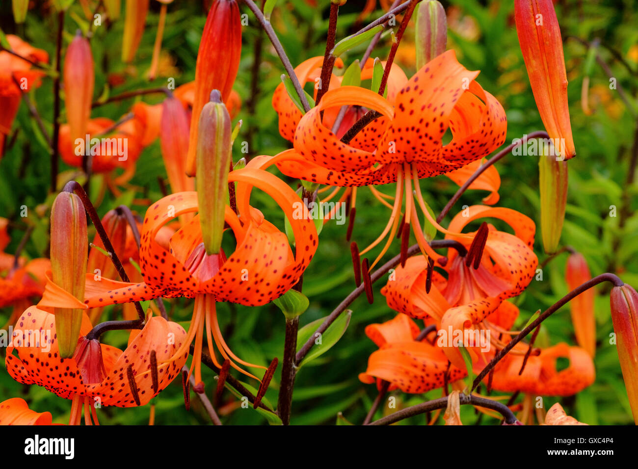 Lillies High Resolution Stock Photography and Images Alamy