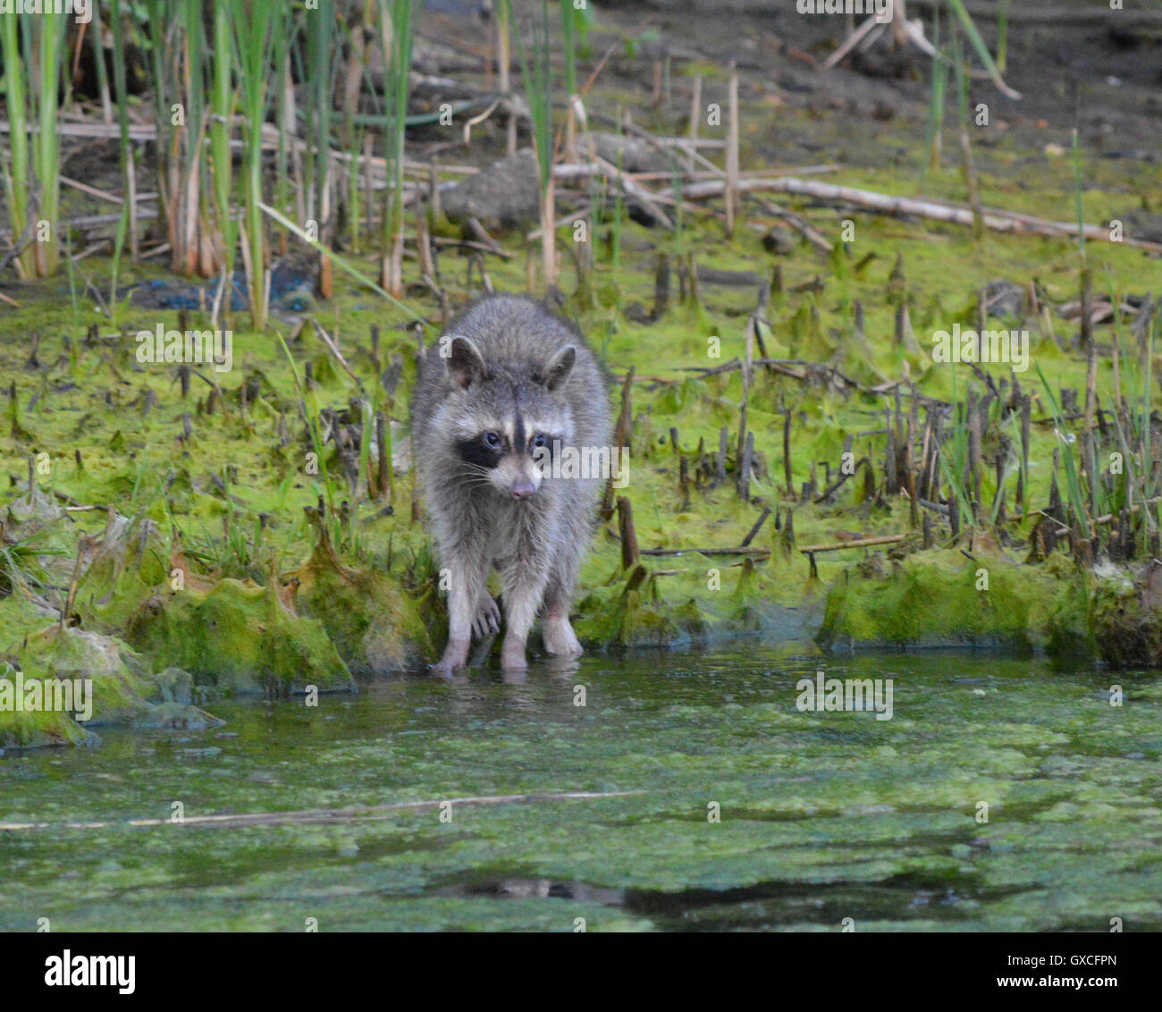 Raccoon mask hi-res stock photography and images - Alamy