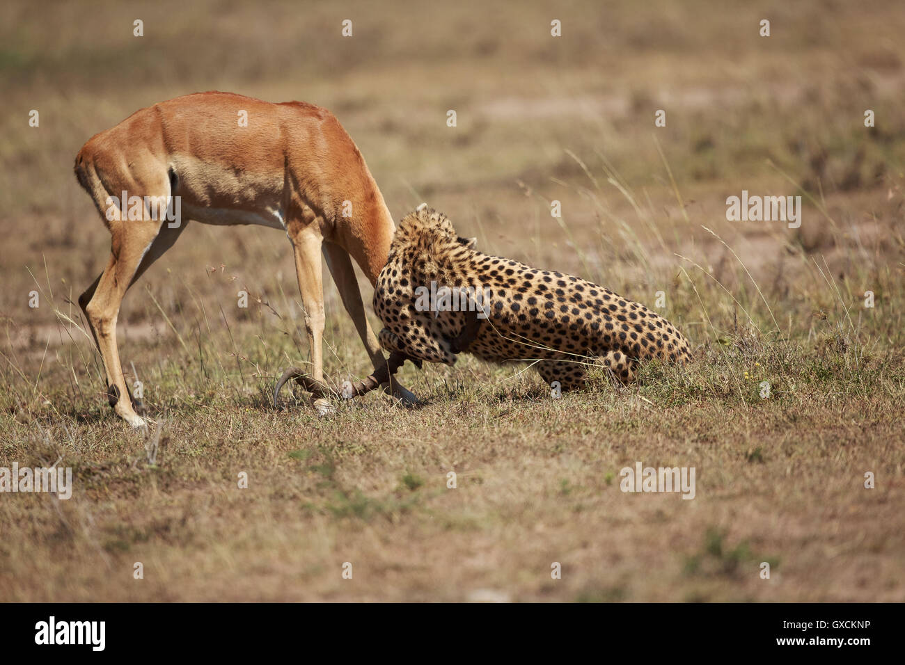 Cheetah in his habitat Stock Photo Alamy