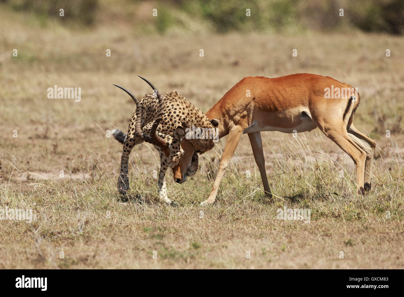 Cheetah in his habitat Stock Photo