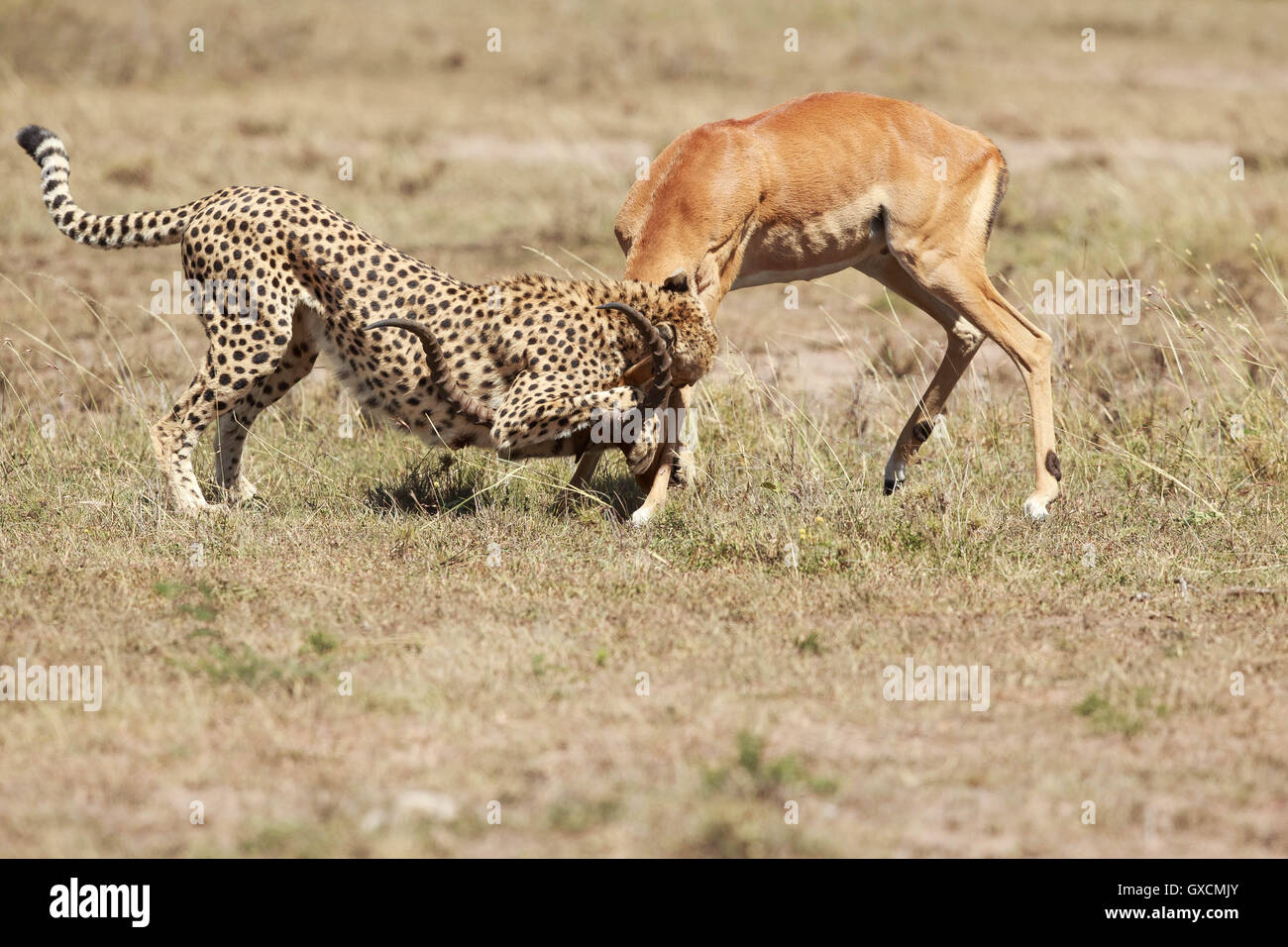 Cheetah in his habitat Stock Photo Alamy