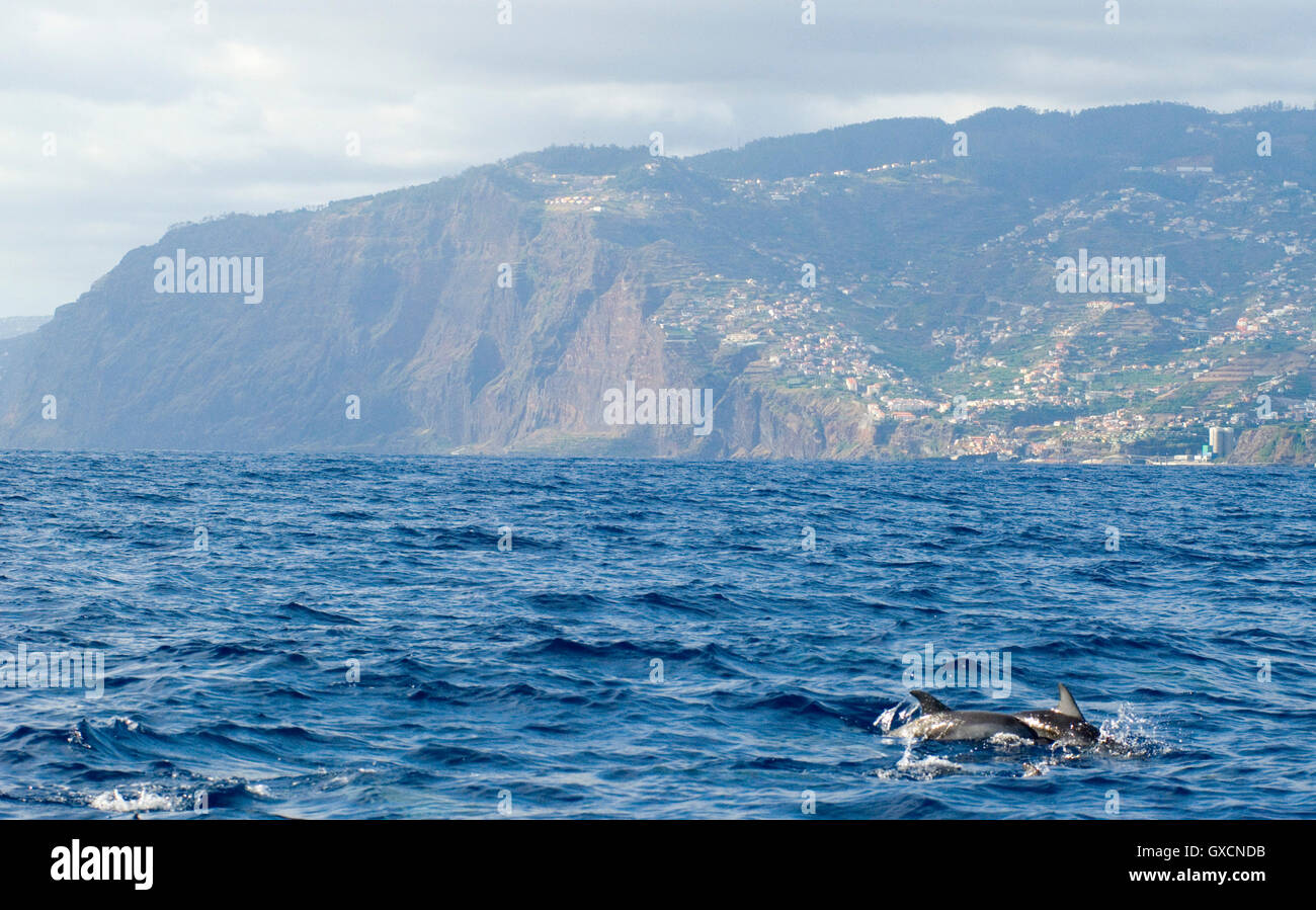 Dolphins dance off the coast of Funchal on the Portuguese island of Madeira Stock Photo