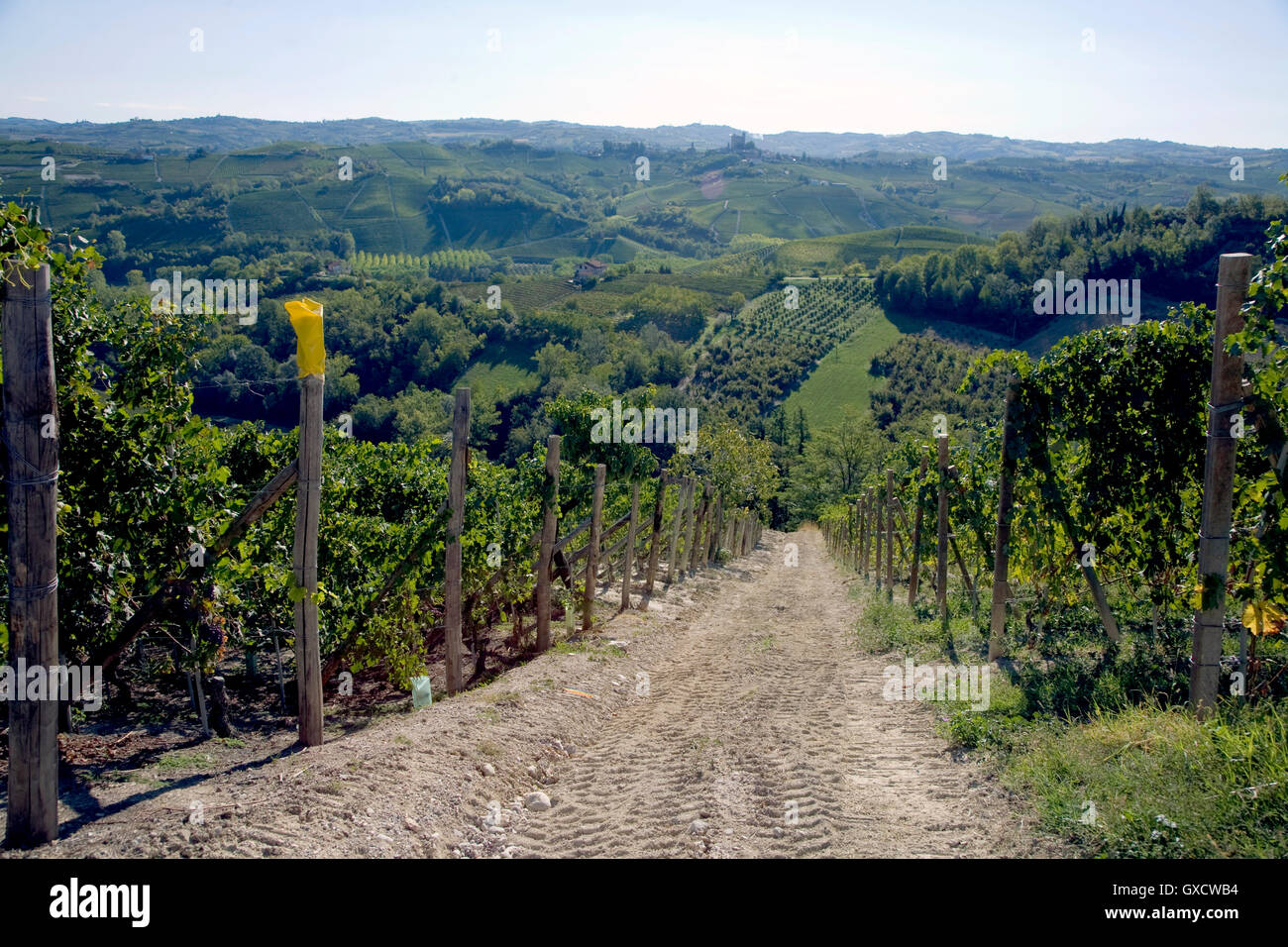 Vineyards, Nebbiolo, Langhe, Piedmont, Italy Stock Photo