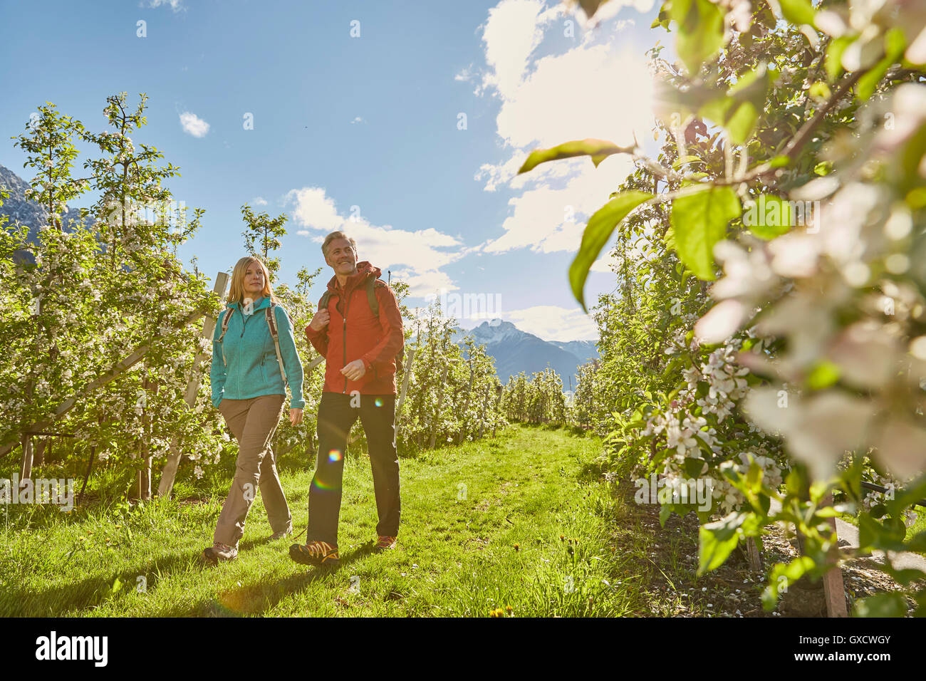 Mature couple hiking through field, Meran, South Tyrol, Italy Stock Photo