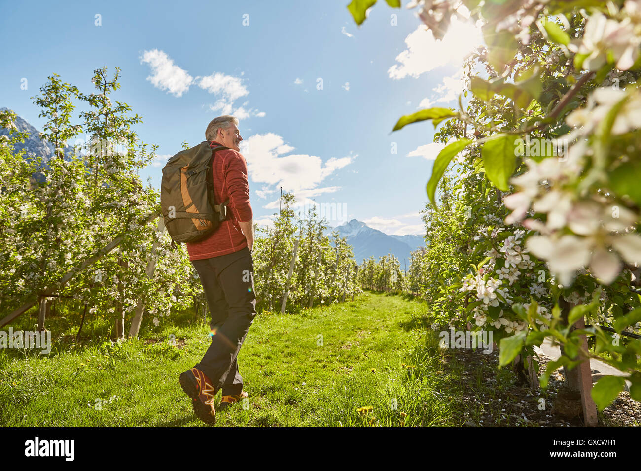 Mature man hiking through field, rear view, Meran, South Tyrol, Italy Stock Photo