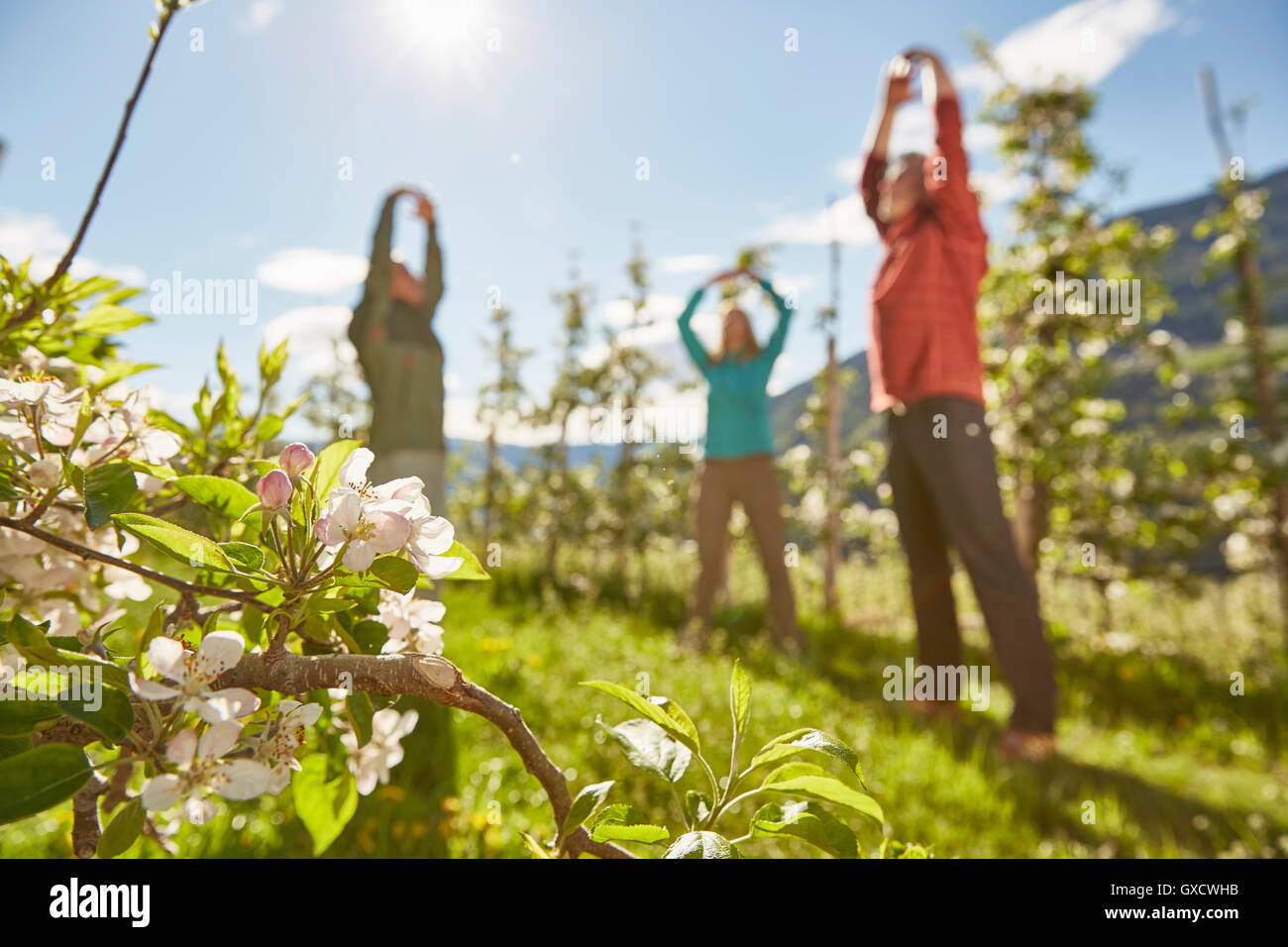 Three mature adults in filed, meditating, low angle view, Meran, South Tyrol, Italy Stock Photo