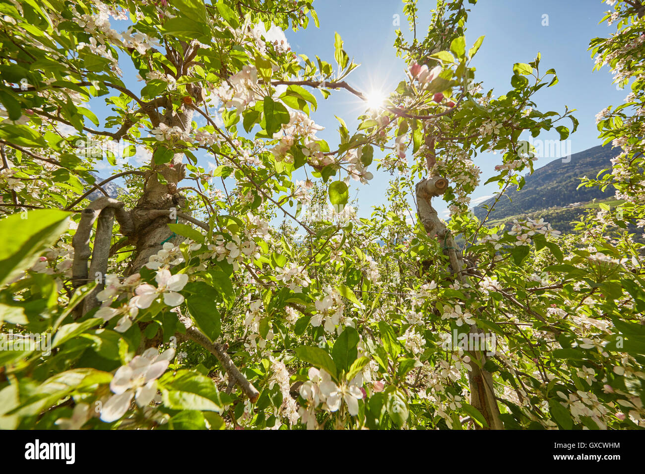 Apple trees in flower, Meran, South Tyrol, Italy Stock Photo