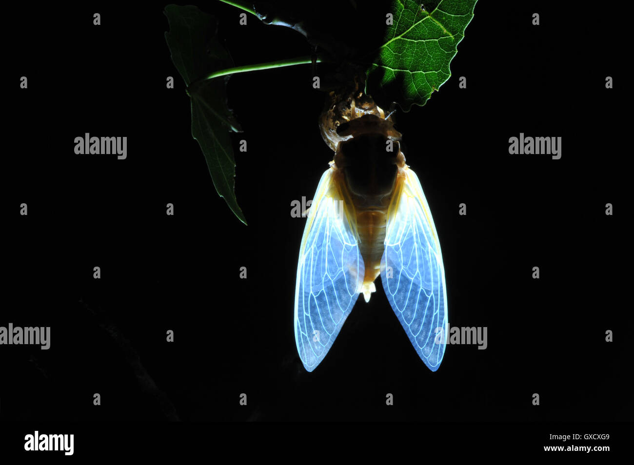 A cicada on tree branch emerging from its nymph exoskeleton, night time Stock Photo
