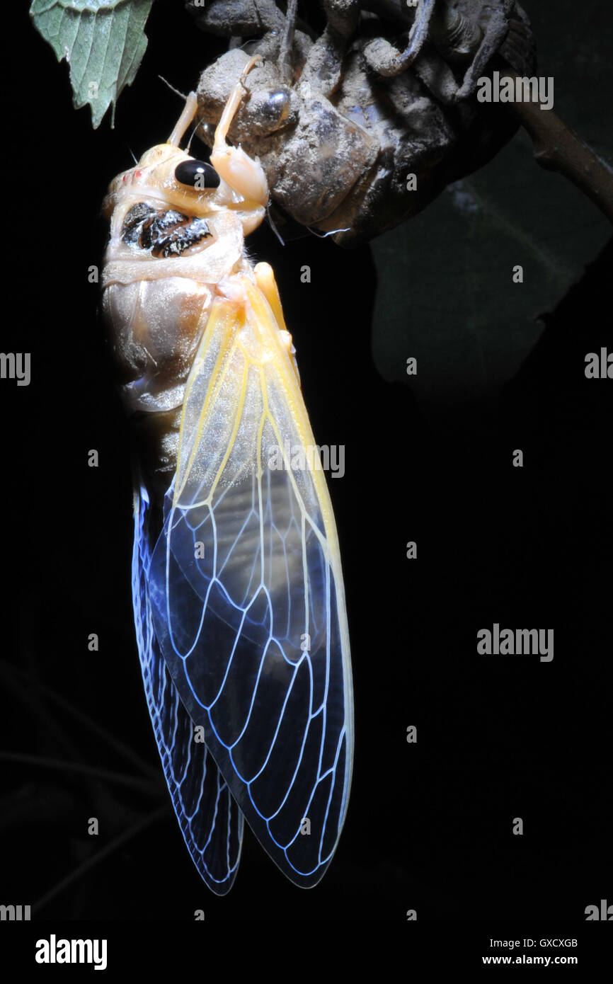 Side view of cicada on tree branch emerging from its nymph exoskeleton, night time Stock Photo