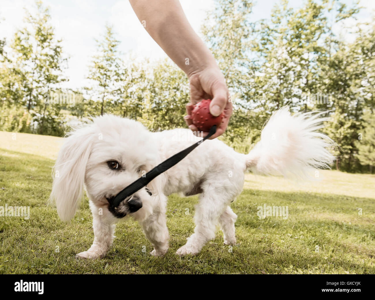 Coton de tulear dog pulling dog toy from woman in garden, Orivesi