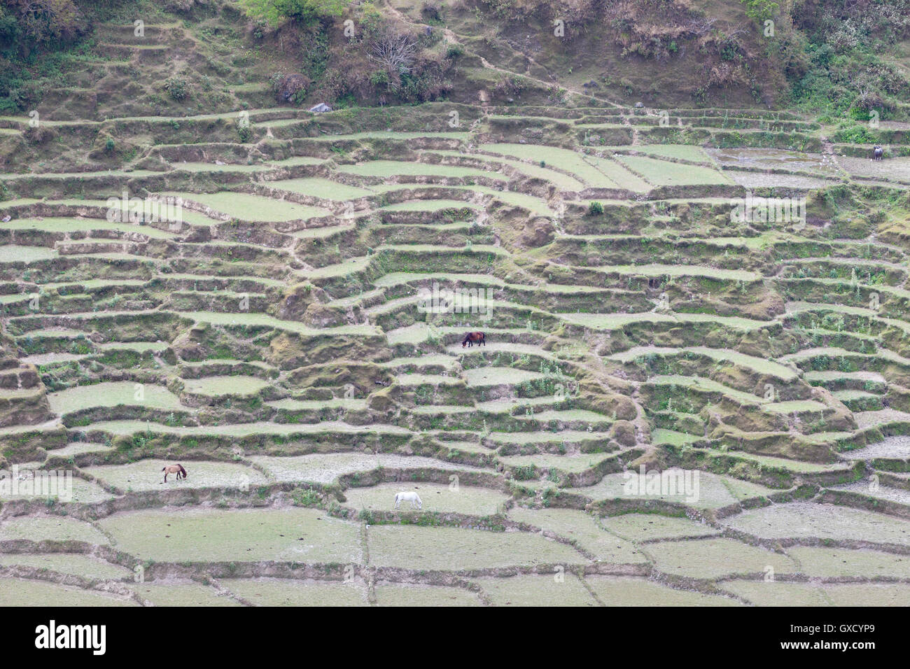 Rice terraces near Pokhara, Nepal Stock Photo