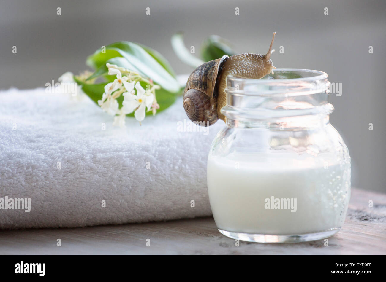 Snail moving up candle jar Stock Photo