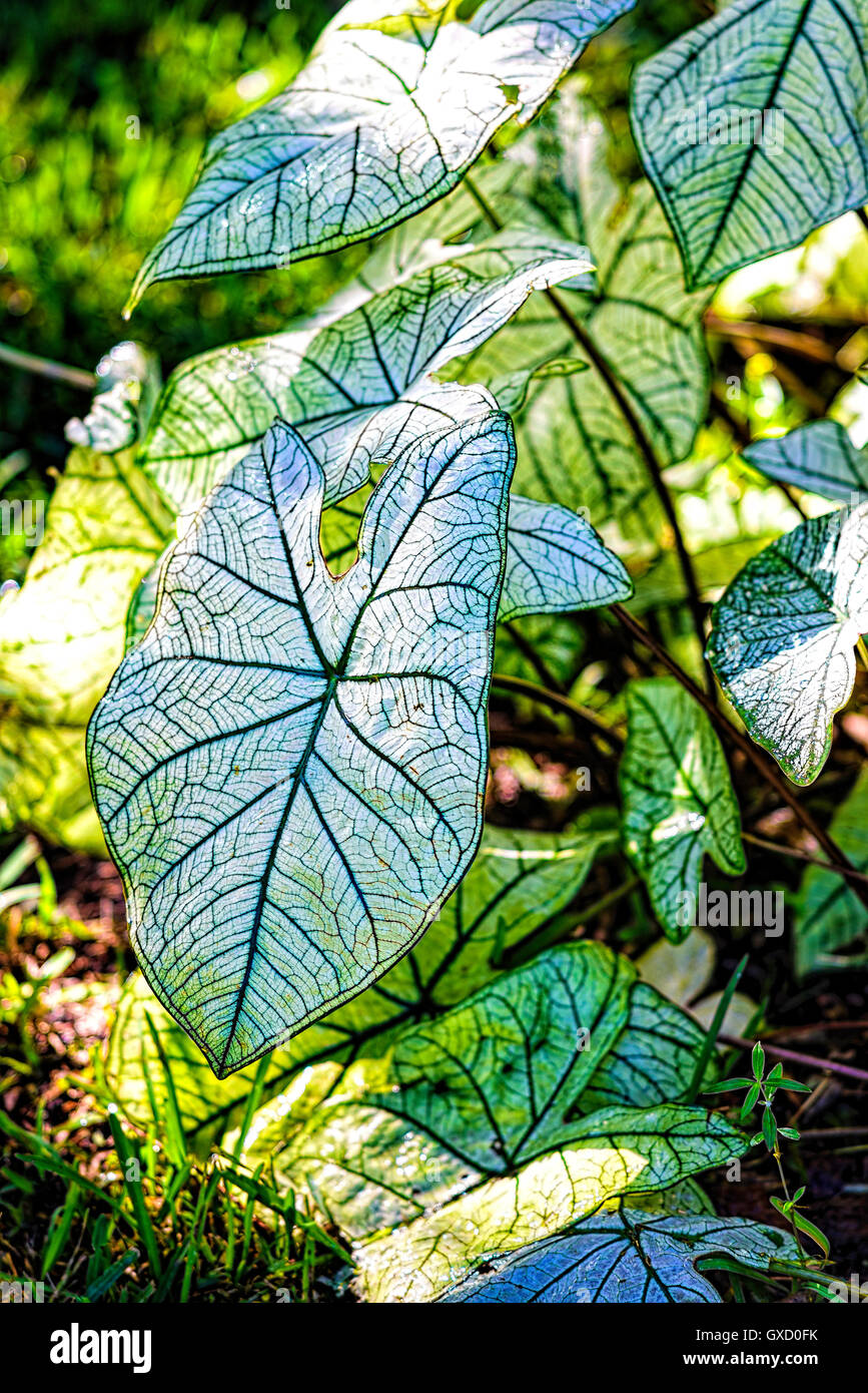 Silver leaf plant hires stock photography and images Alamy