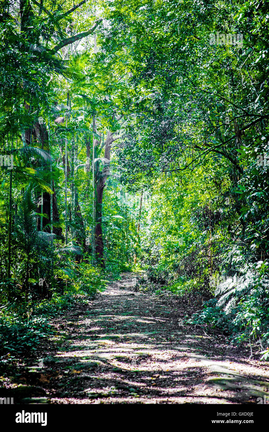 Brazil Atlantic Forest Stock Photos & Brazil Atlantic Forest Stock