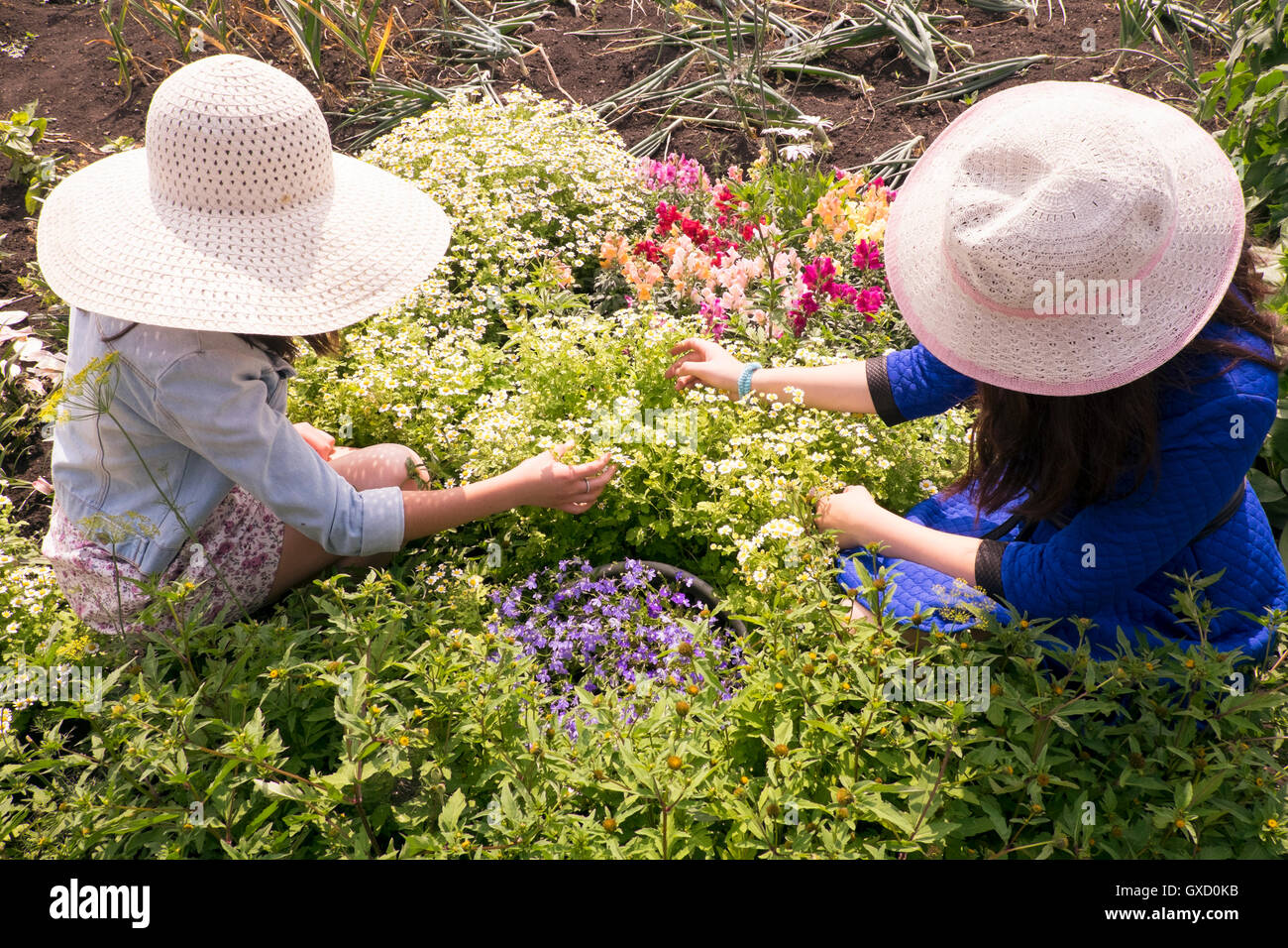 Two females wearing sun hats, tending to plants, overhead view Stock Photo