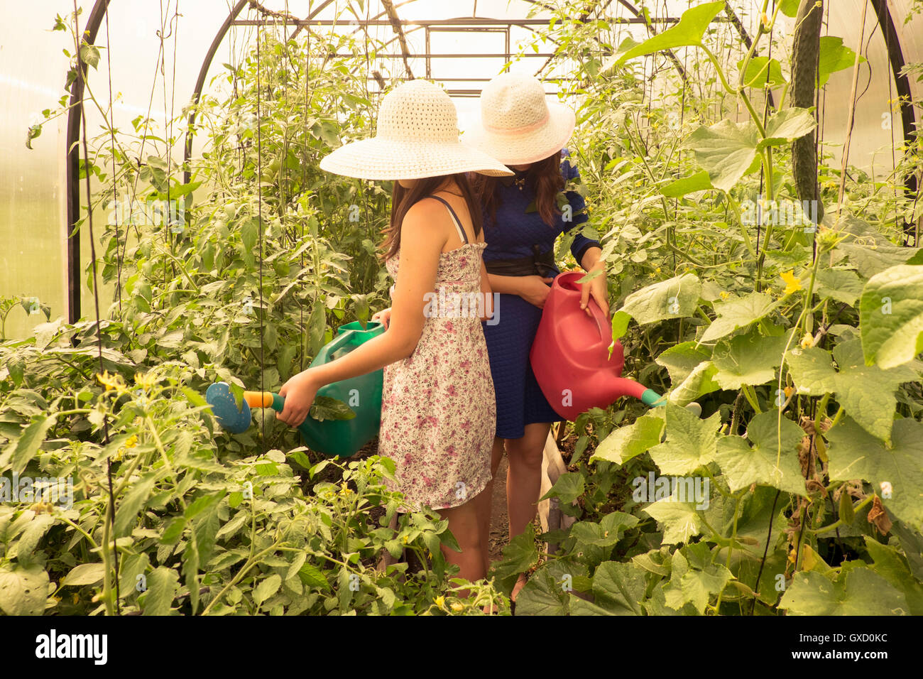 Two females wearing sun hats, using watering can to water plants in greenhouse Stock Photo