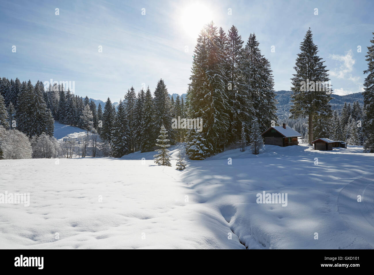 Fir trees and log cabin on snow covered landscape, Elmau, Bavaria, Germany Stock Photo