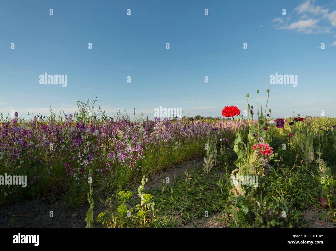Field of red and purple wildflowers in evening Stock Photo
