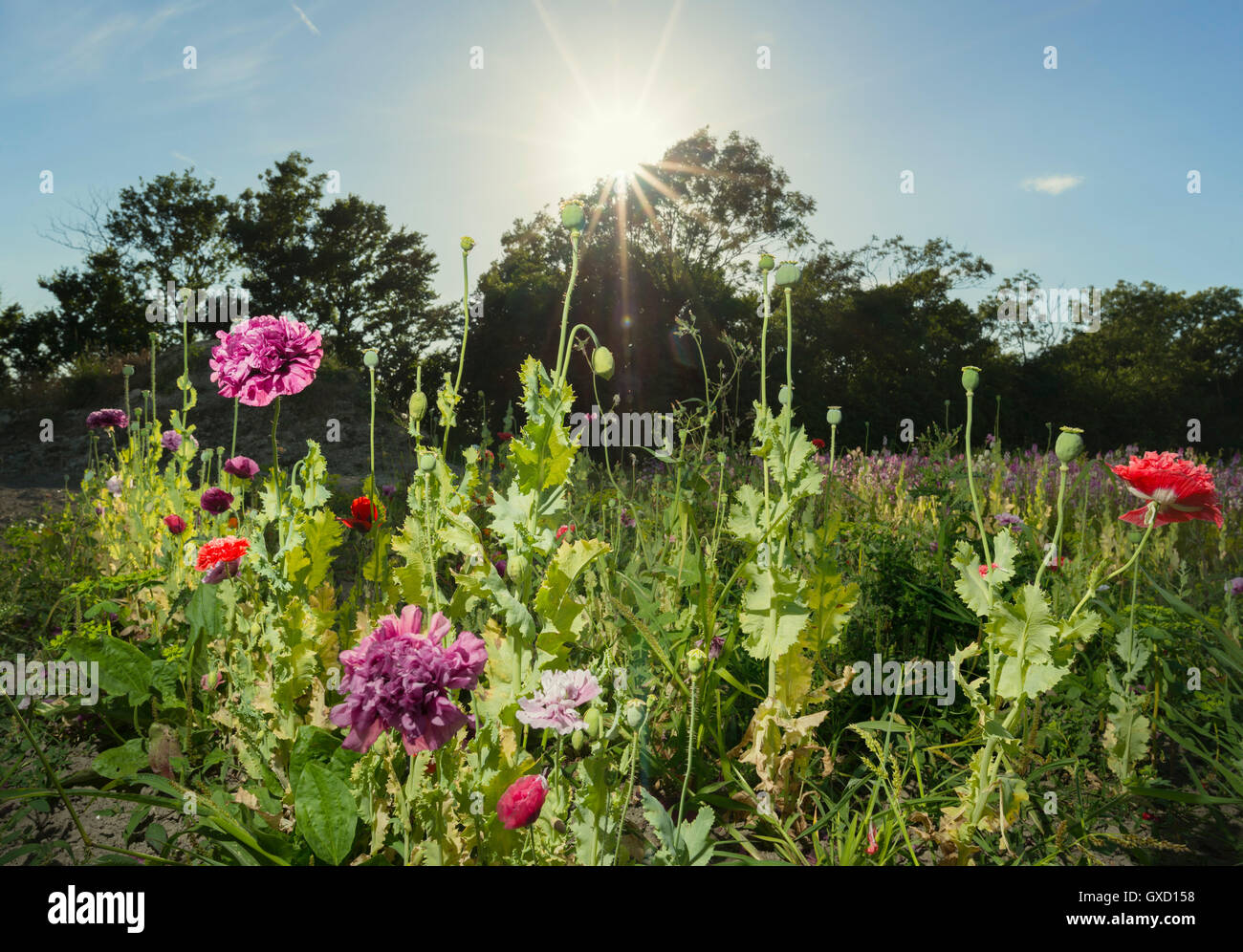 Blue purple wildflowers hi-res stock photography and images - Alamy