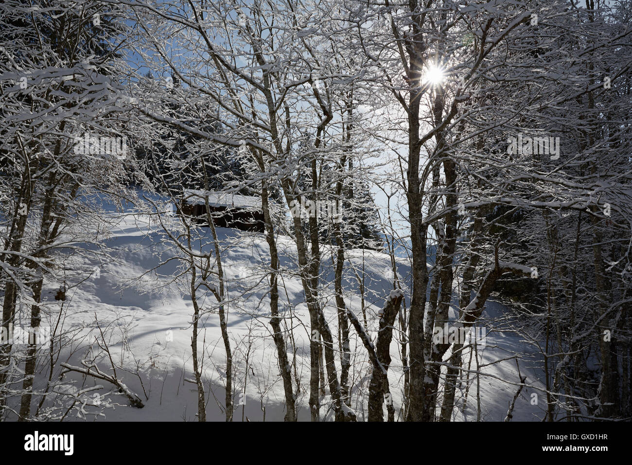 View through trees of log cabin on snow covered landscape, Elmau, Bavaria, Germany Stock Photo