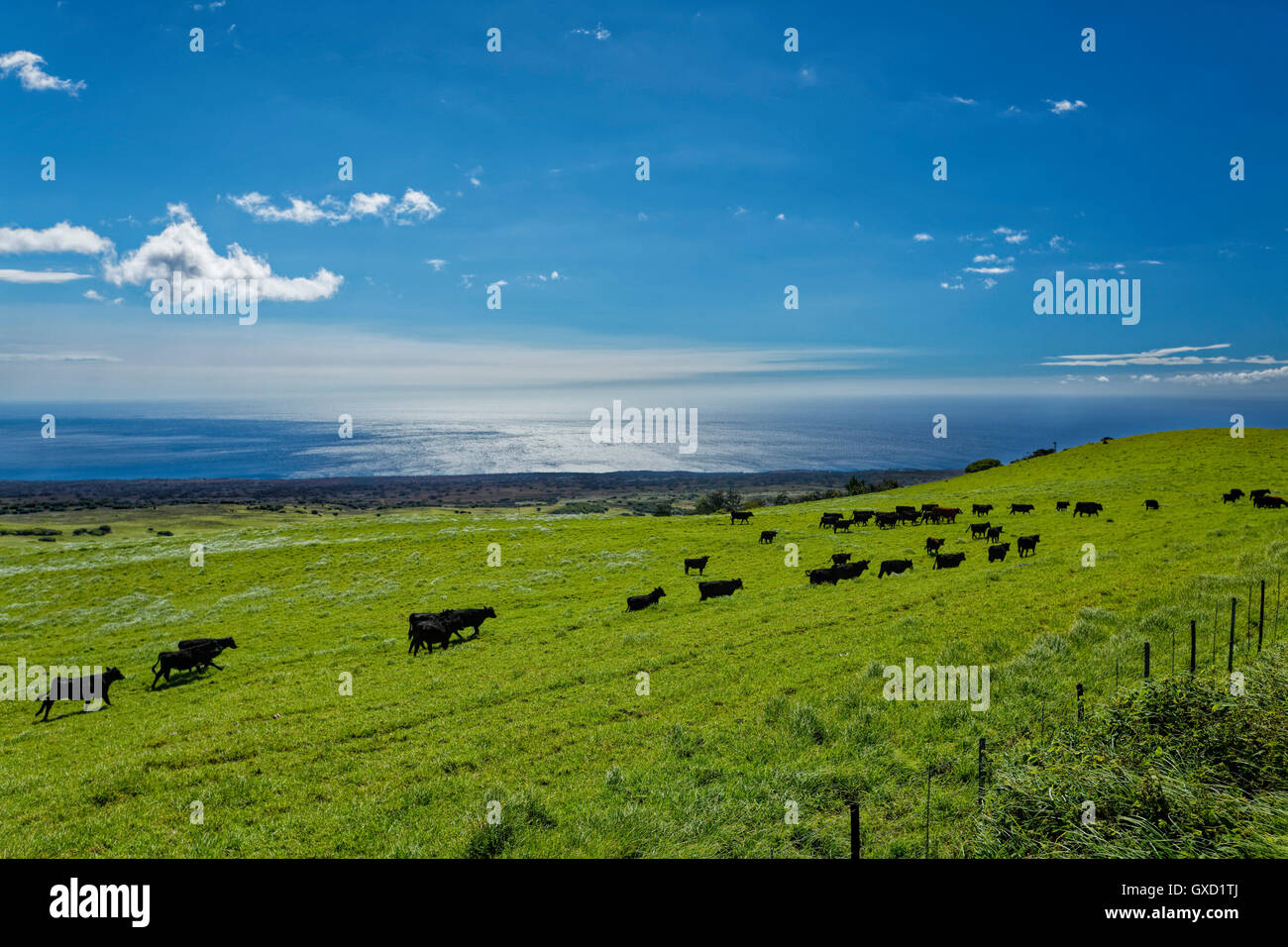 Hawaii Cowboy cattle grazing on the lush big island of Hawaii Stock Photo