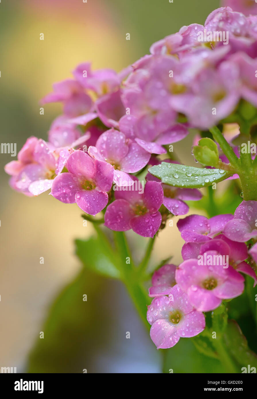 Beautiful hydrangea with drops  in the sunset in the garden Stock Photo