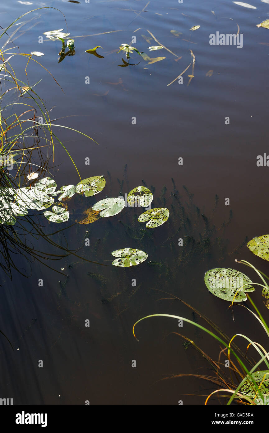 close up of the forest lake with water-lily leaves, algae and reflection of clouds on the sky. Stock Photo