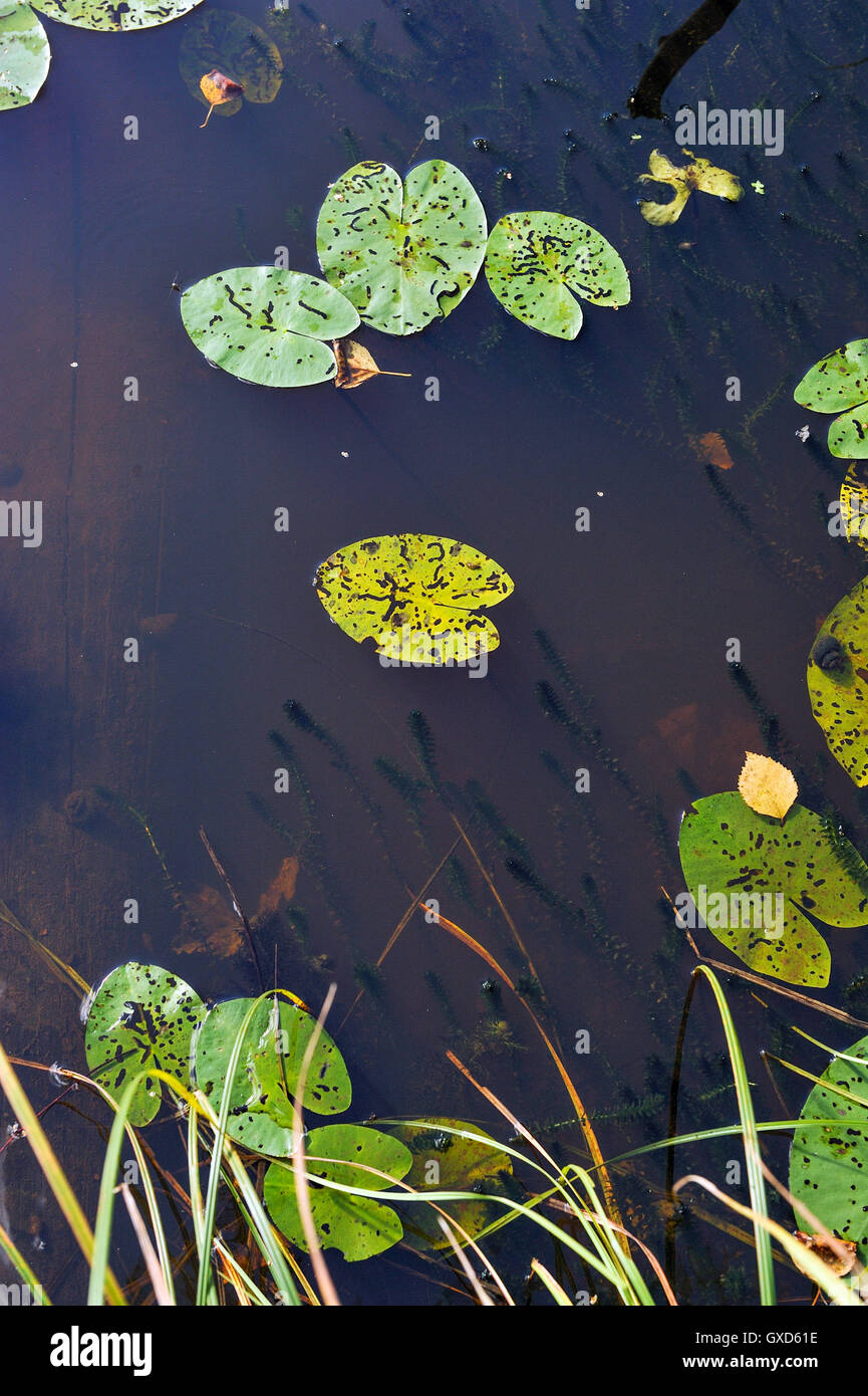 close up of the forest lake with water-lily leaves, algae and reflection of clouds on the sky. Stock Photo
