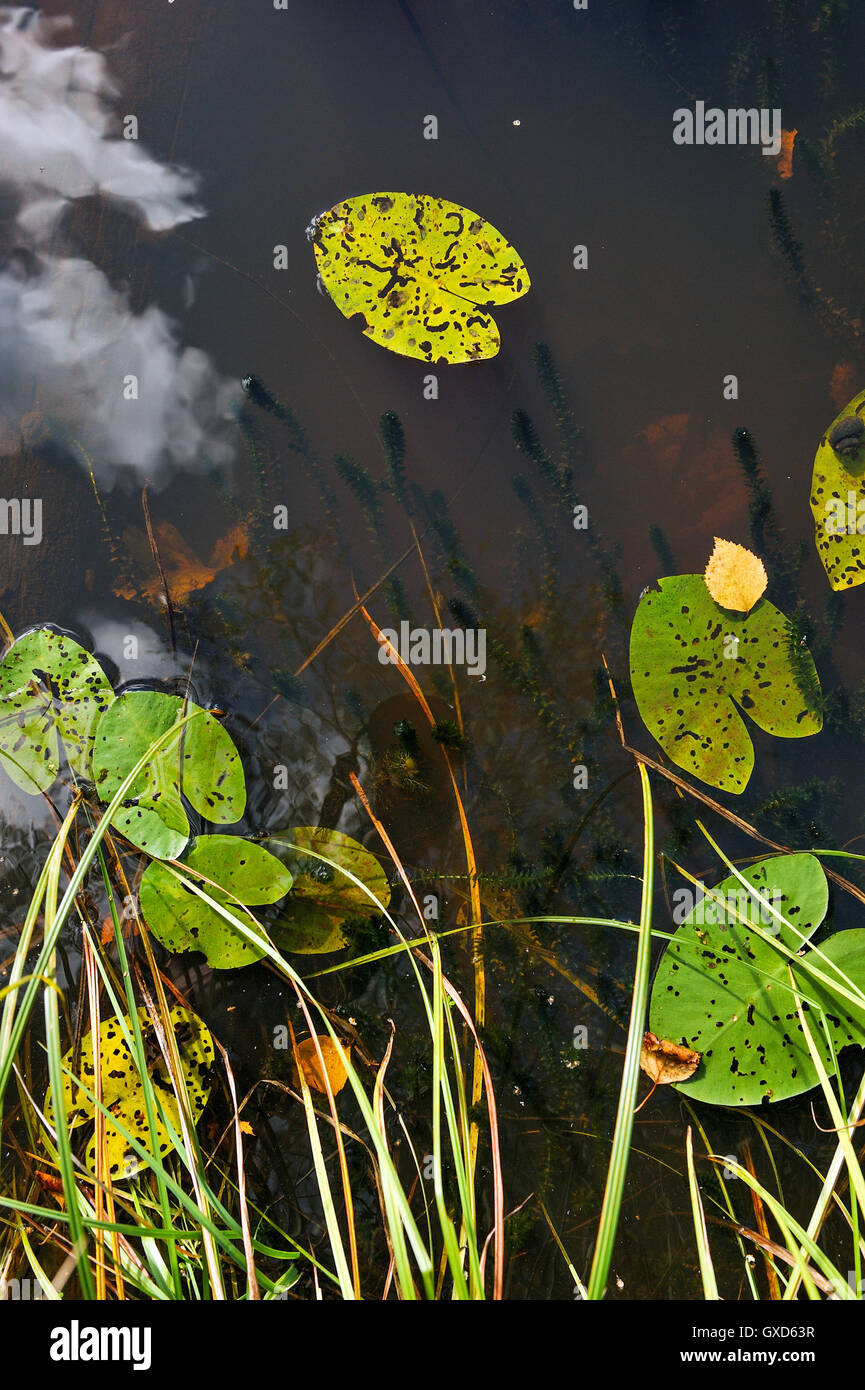 Close up of the forest lake with water-lily leaves, algae and reflection of clouds on the sky. Stock Photo
