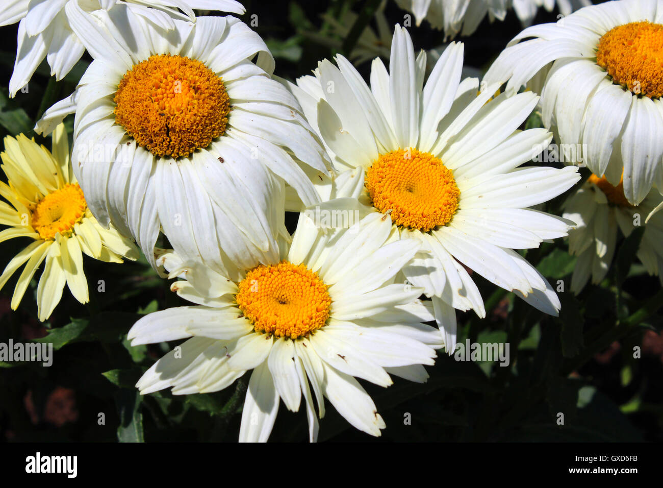 Small white daisy like flowers hi-res stock photography and images - Alamy