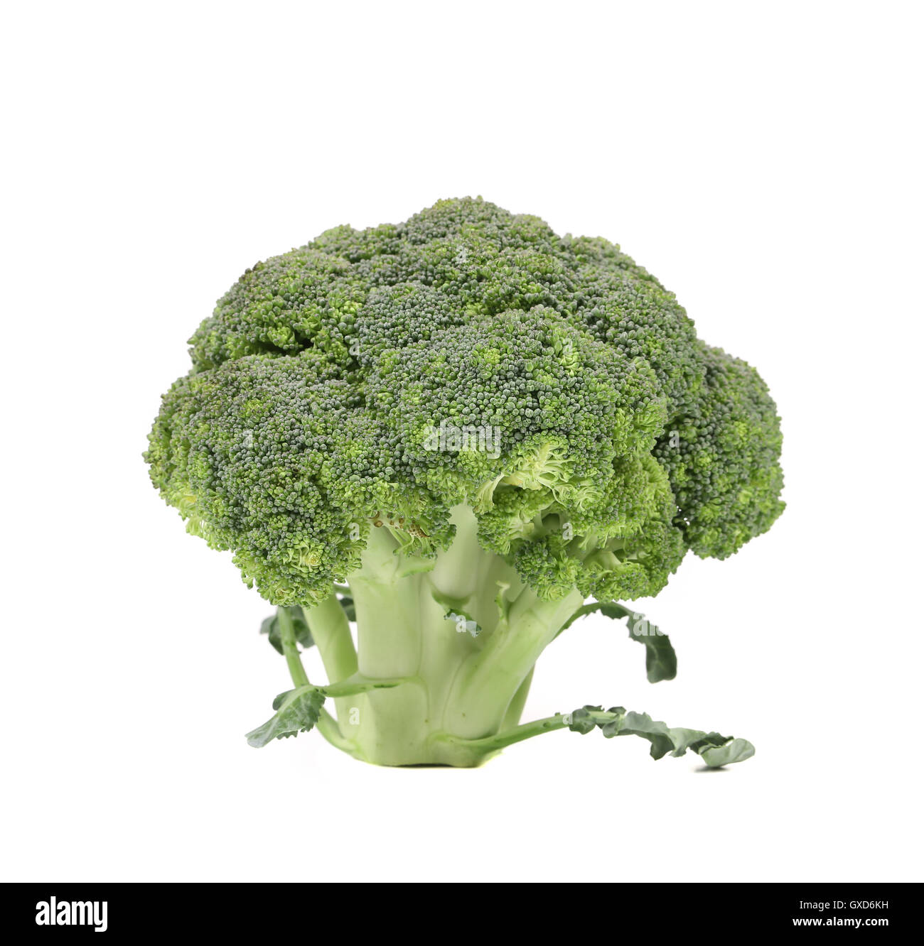Fresh broccoli close up Stock Photo - Alamy