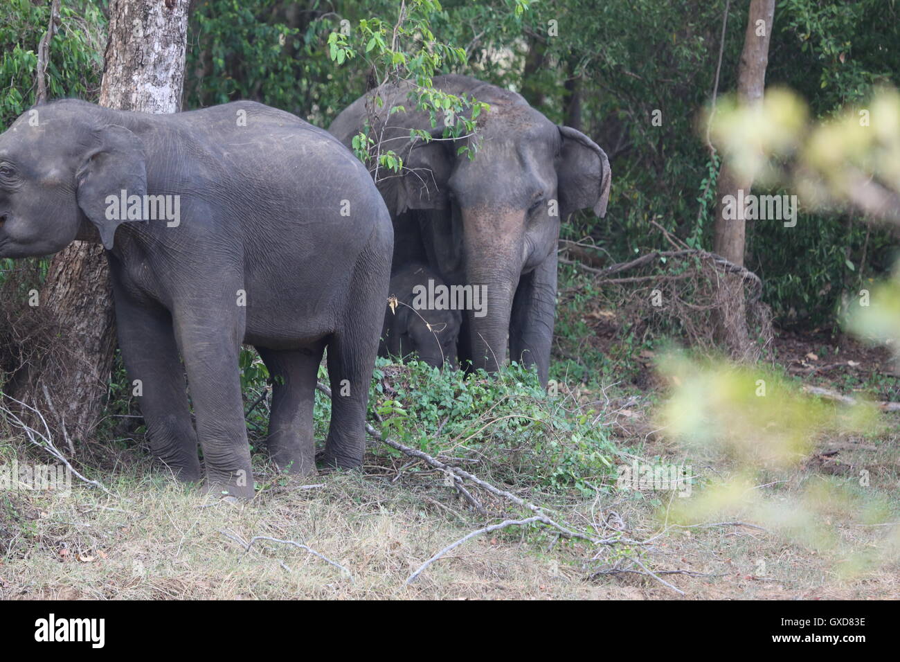 A parade of elephants protecting young calfs as they move about in formation in Wasgamuwa, Sri Lanka Stock Photo