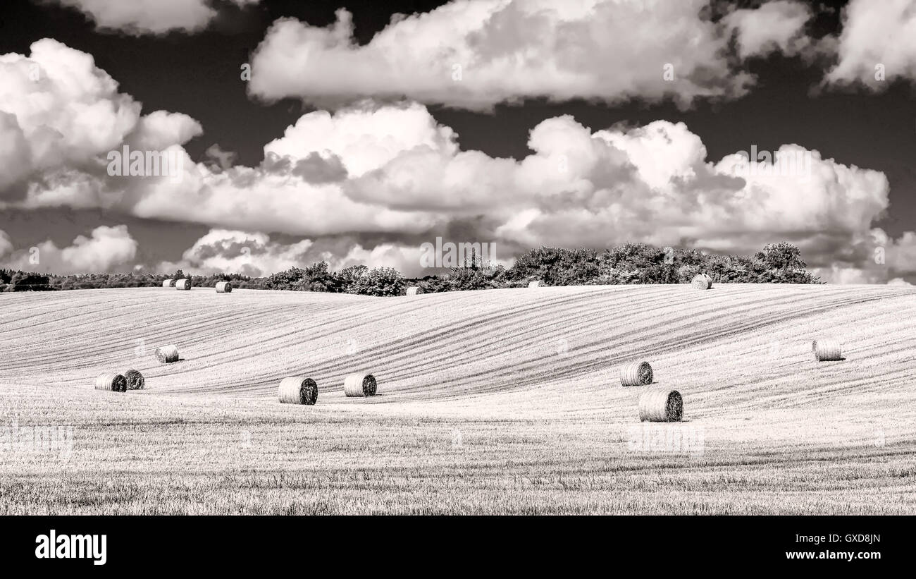 Monochrome wheat field with straw bales and cloudy sky Stock Photo - Alamy