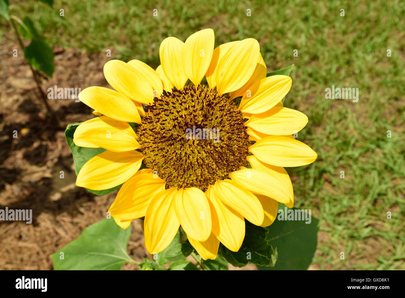 Beautiful bright yellow Sunflower in a garden at Bok Tower Gardens